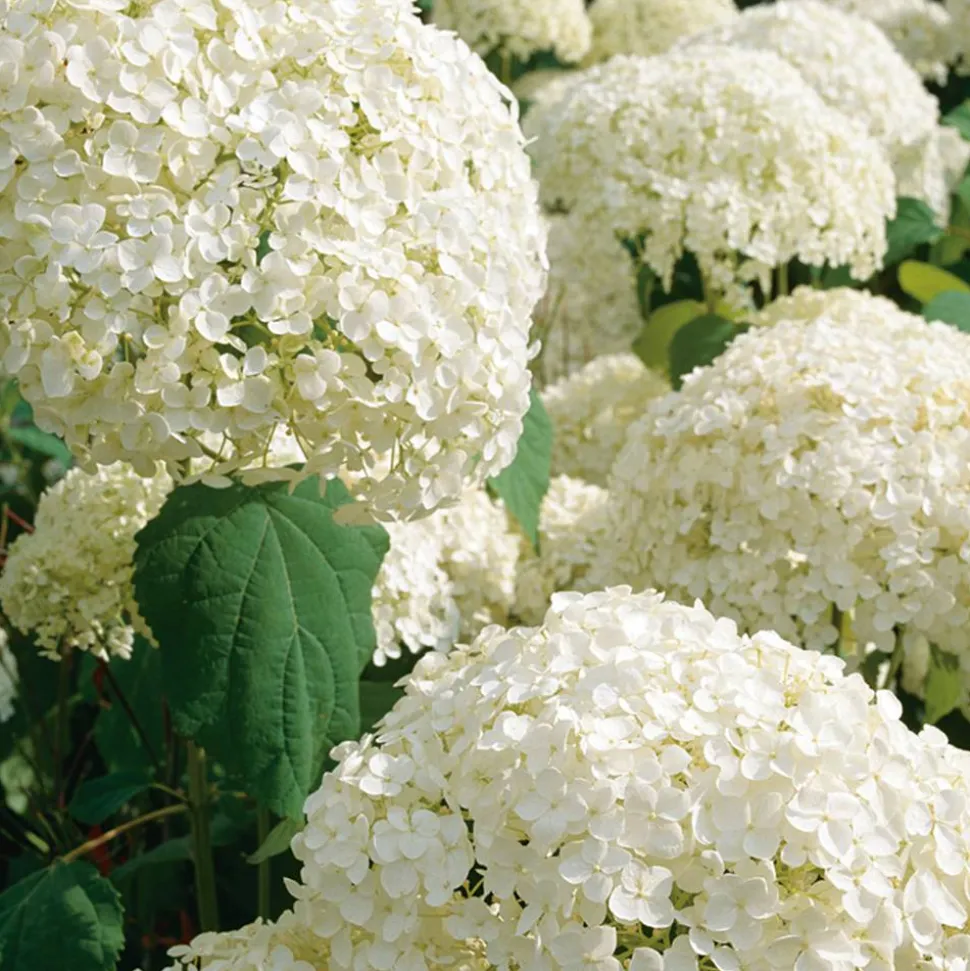 Schneeballhortensie 'Annabelle' Strauch 19 cm Topf
