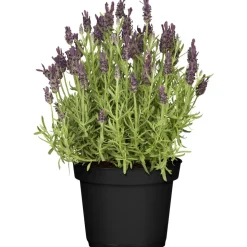 Schopflavendel 'Anouk' 15 cm Topf