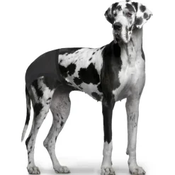 Schutzhose für Hunde schwarz 12,5 x 50-59 cm