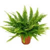Schwertfarn 'Green Lady' 12 cm Topf