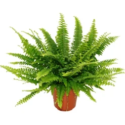 Schwertfarn 'Green Lady' 12 cm Topf