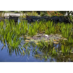 Schwimmpflanzen, 17 cm Topf