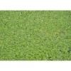 Schwimmpflanzen verschiedene Sorten 11 x 11 cm Topf
