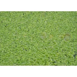 Schwimmpflanzen verschiedene Sorten 11 x 11 cm Topf