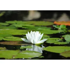 Seerose 'Alba' 11 x 11 cm Topf