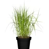 Seggen verschiedene Sorten 19 cm Topf
