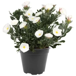 Silberwinde weiß 17 bcm Topf
