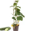 Snack-Gurke mit Früchten 14 cm Topf