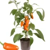 Snack-Paprika mit Früchten, orange, 14 cm Topf