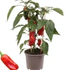 Snack-Paprika mit Früchten, rot, 14 cm Topf