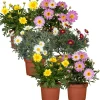 Sommer-Margerite Farbmix 10,5 cm Topf, 6er-Set