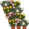 Sommer-Margerite Farbmix 10,5 cm Topf, 12er-Set