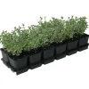 Spindelstrauch 'Emerald Gaiety' 9 cm Topf, 12er-Set