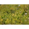 Spindelstrauch 'Emerald Gold' 9 cm Topf, 12er-Set