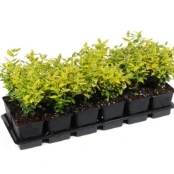 Spindelstrauch 'Emerald Gold' 9 cm Topf, 12er-Set