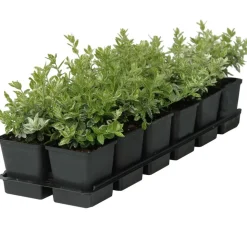 Spindelstrauch 'Harlequin' 9 cm Topf, 12er-Set