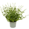 Stauden verschiedene Sorten 17 cm Topf