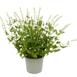 Stauden verschiedene Sorten 17 cm Topf