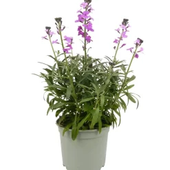 Stauden verschiedene Sorten 17 cm Topf