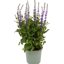 Stauden verschiedene Sorten 17 cm Topf