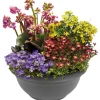 Staudenmix in der Schale Ø 25 cm