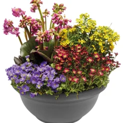 Staudenmix in der Schale Ø 25 cm