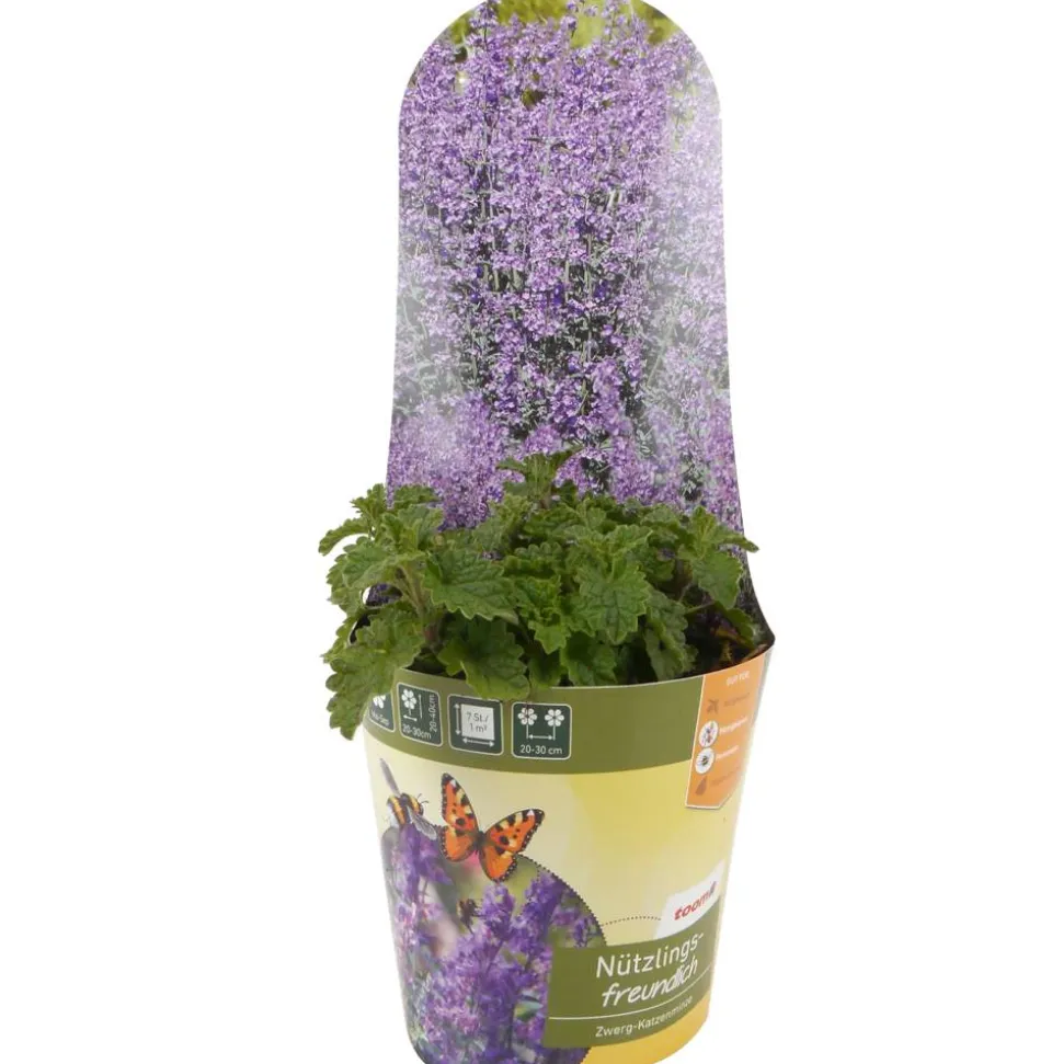 Stauden-Mix nützlingsfreundlich 13 cm Topf