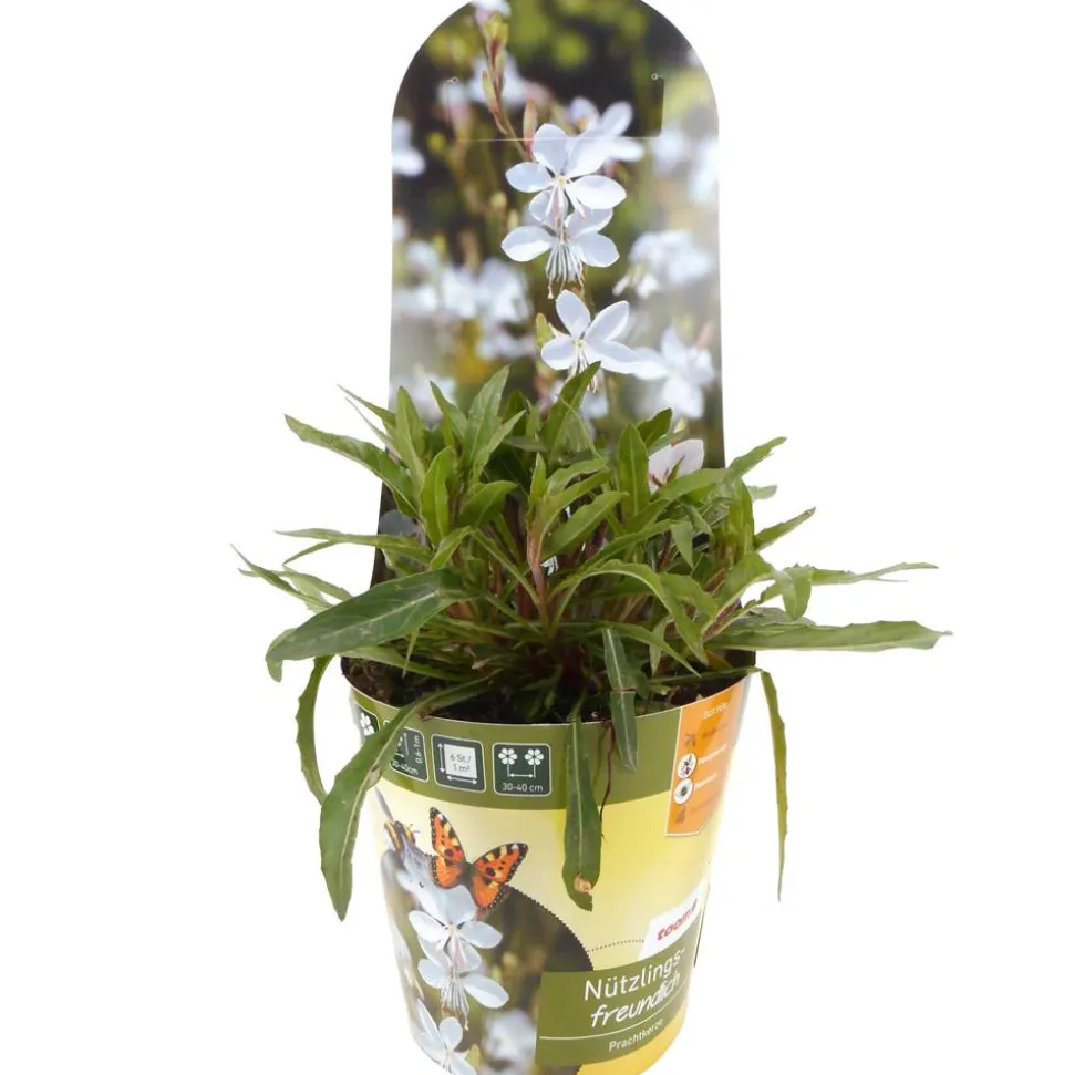 Stauden-Mix nützlingsfreundlich 13 cm Topf