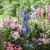 Stauden-Mix nützlingsfreundlich pink/rosa 11 cm Topf