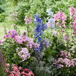 Stauden-Mix nützlingsfreundlich pink/rosa 11 cm Topf