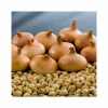 Steckzwiebeln "Stuttgarter Riesen" 500 g