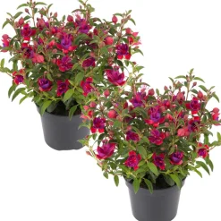 Stehende Fuchsie rot-violett 12 cm Topf, 2er-Set