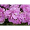 Stehende Geranie lila 12 cm Topf, 2er-Set