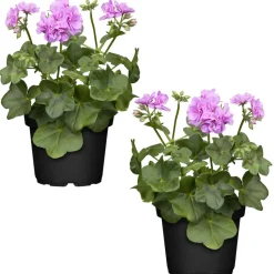 Stehende Geranie lila 12 cm Topf, 2er-Set