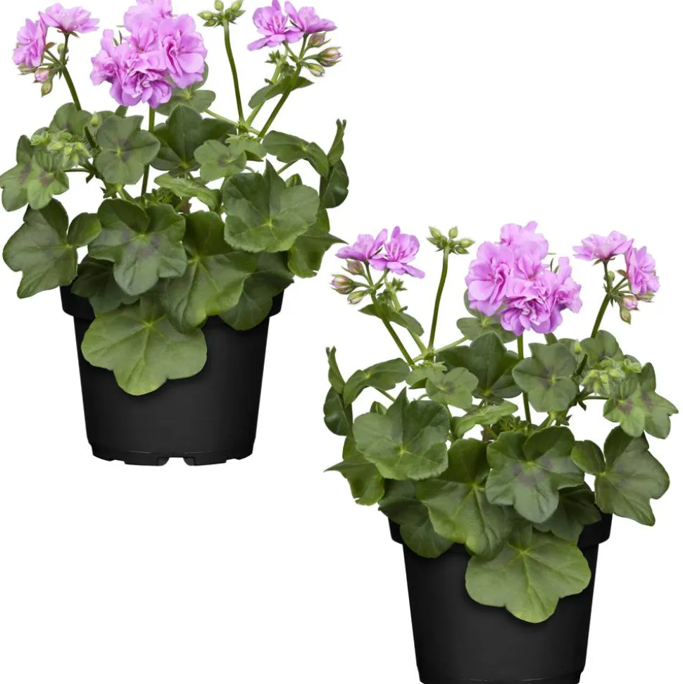 Stehende Geranie lila 12 cm Topf, 2er-Set