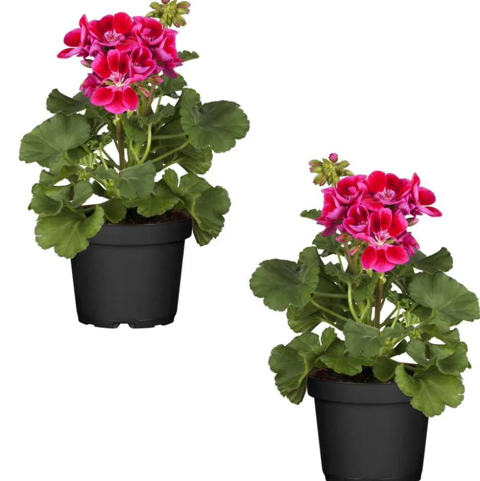 Stehende Geranie pink 12 cm Topf, 2er-Set