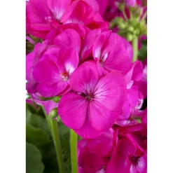 Stehende Geranie pink 12 cm Topf, 2er-Set