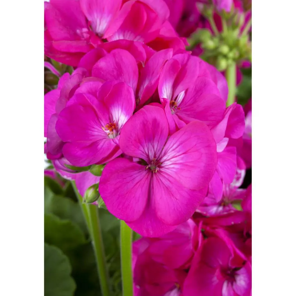 Stehende Geranie pink 12 cm Topf, 2er-Set