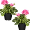 Stehende Geranie rosa 12 cm Topf, 2er-Set