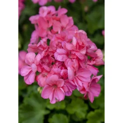 Stehende Geranie rosa 12 cm Topf, 2er-Set
