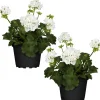 Stehende Geranie weiß 12 cm Topf, 2er-Set