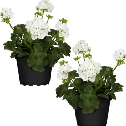 Stehende Geranie weiß 12 cm Topf, 2er-Set