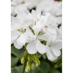 Stehende Geranie weiß 12 cm Topf, 2er-Set