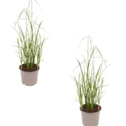 Sternentänzergras weiß 13 cm Topf, 2er-Set