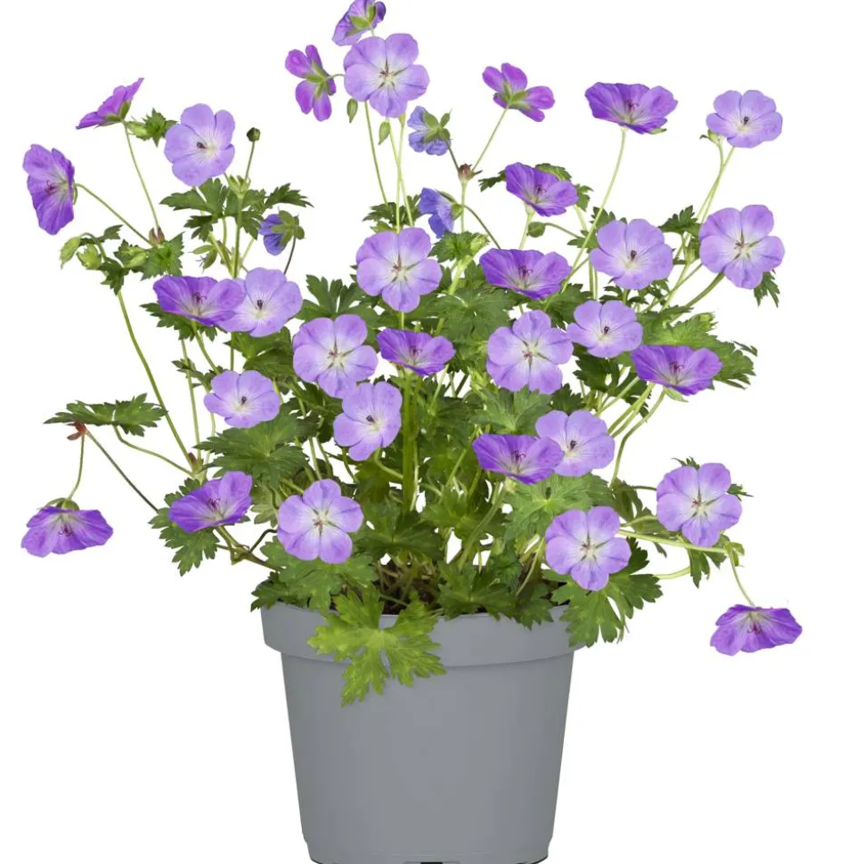 Storchschnabel 'Rozanne' blau 13 cm Topf