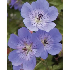 Storchschnabel 'Rozanne' blau 13 cm Topf