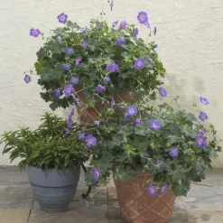Storchschnabel 'Rozanne' blau 13 cm Topf