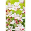 Storchschnabel 'Spessart', 9 cm Topf, 3er-Set