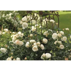 Strauchrose Mix 21 cm Topf