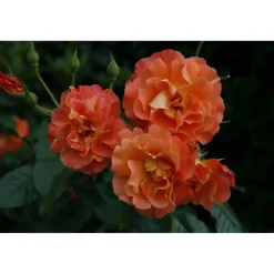 Strauchrosen 'Westerland', 21 cm Topf dreigestäbt